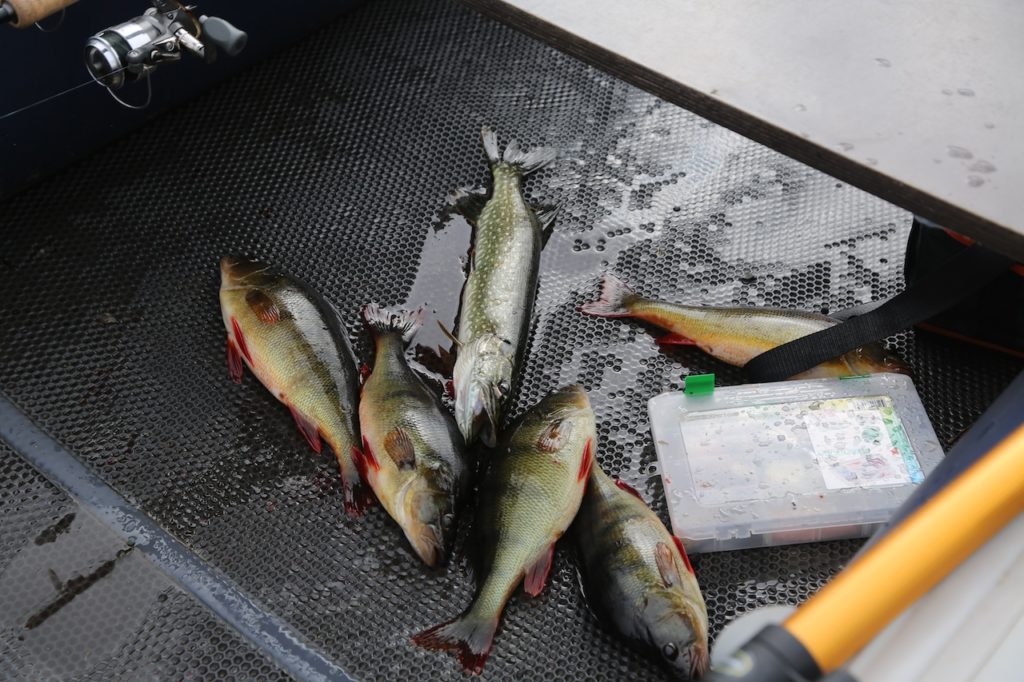 Trophy fishing on the Putorana Plateau (northern Krasnoyarsk Krai) on the Yerachimo River