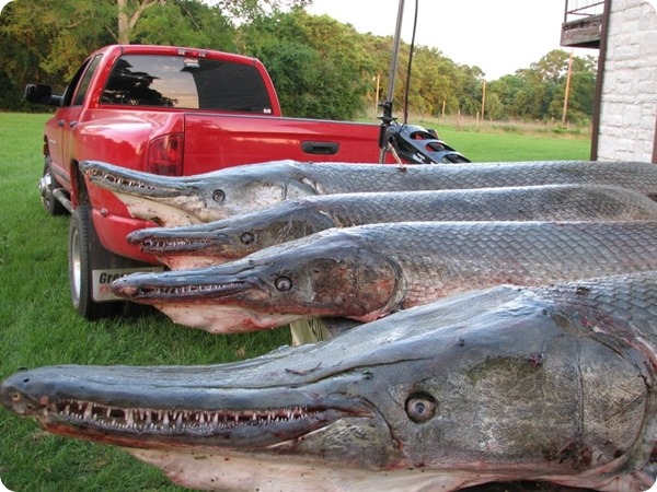 alligator gar