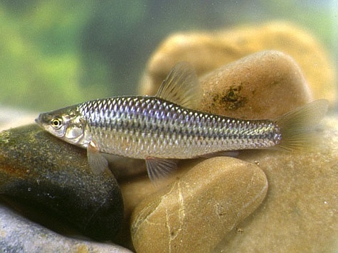 Amur chebachek