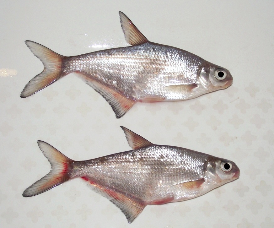 white-eye fish