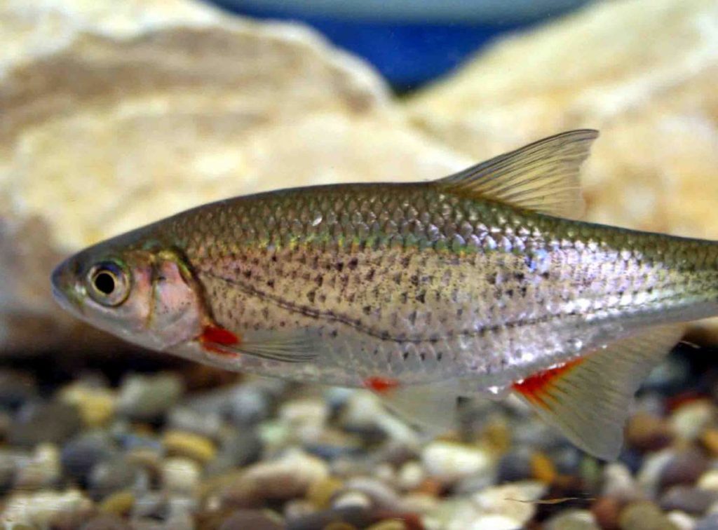 Bystryanka fish