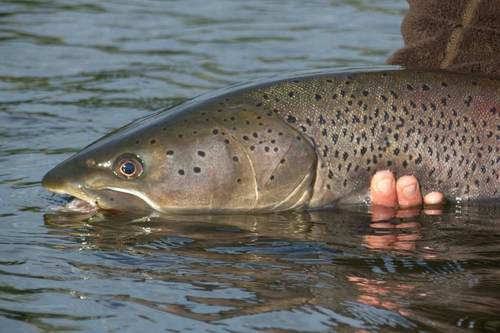 Taimen fishing in Altai
