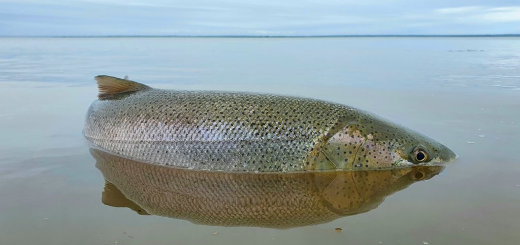 Taimen fishing in Sakhalin