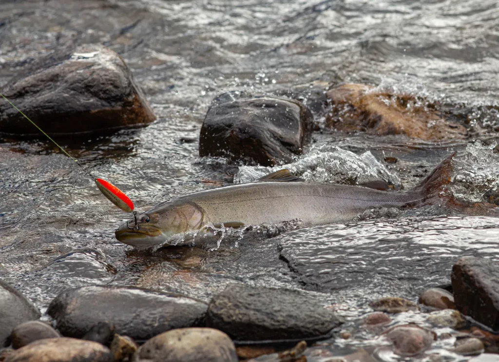 Taimen fishing in Yakutia