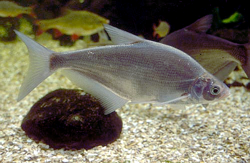 Blue bream fish