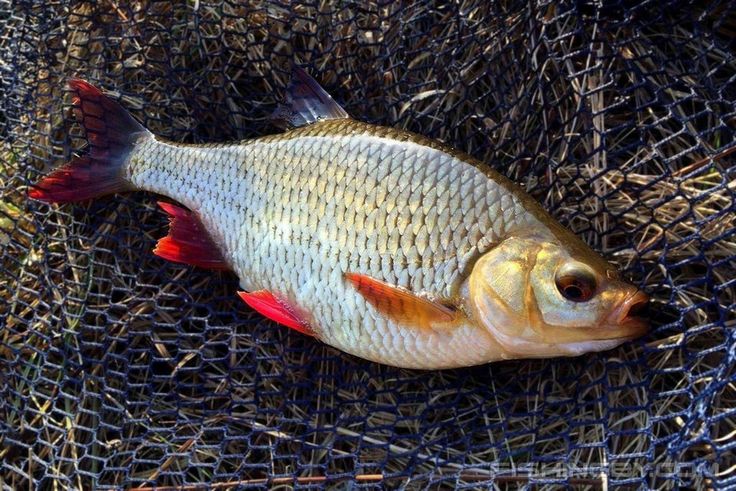 Rudd fish