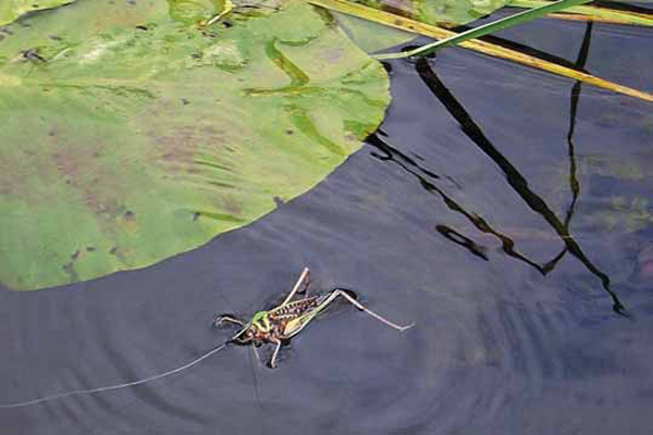 Grasshopper