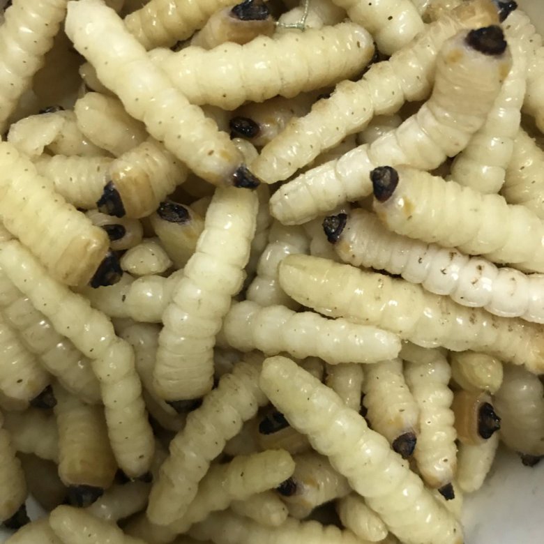 The bark beetle larva (bark beetle, bark beetle) is one of the best natural baits