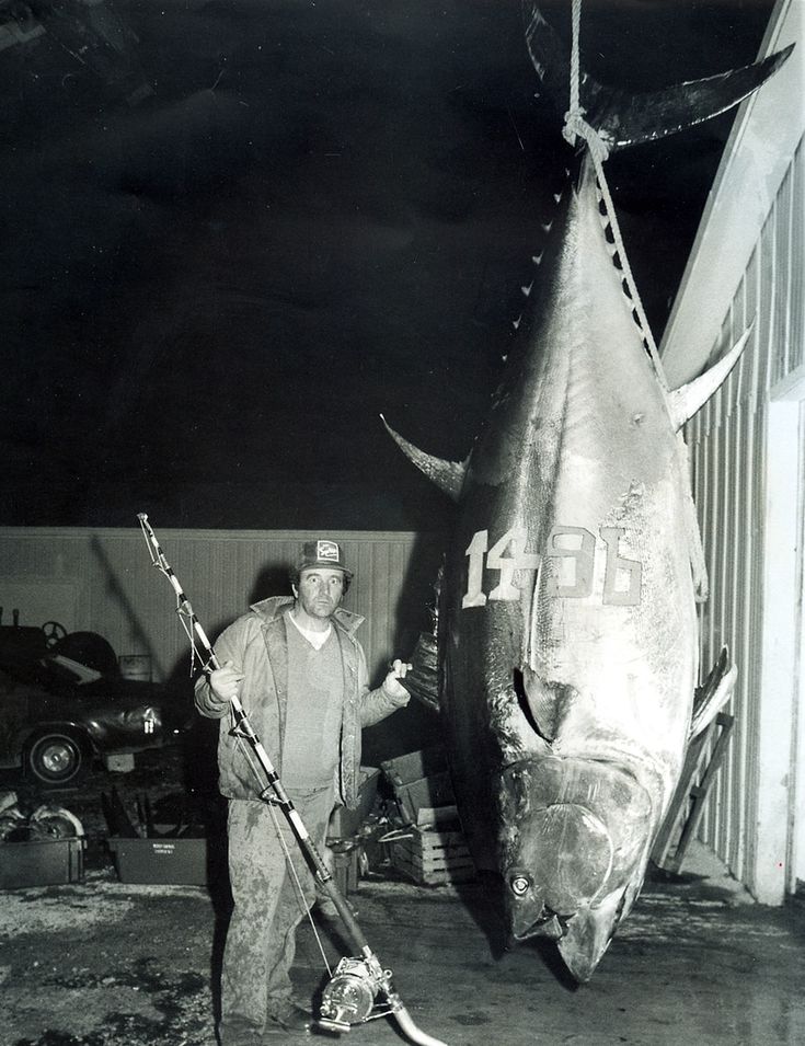 The largest tuna ever caught