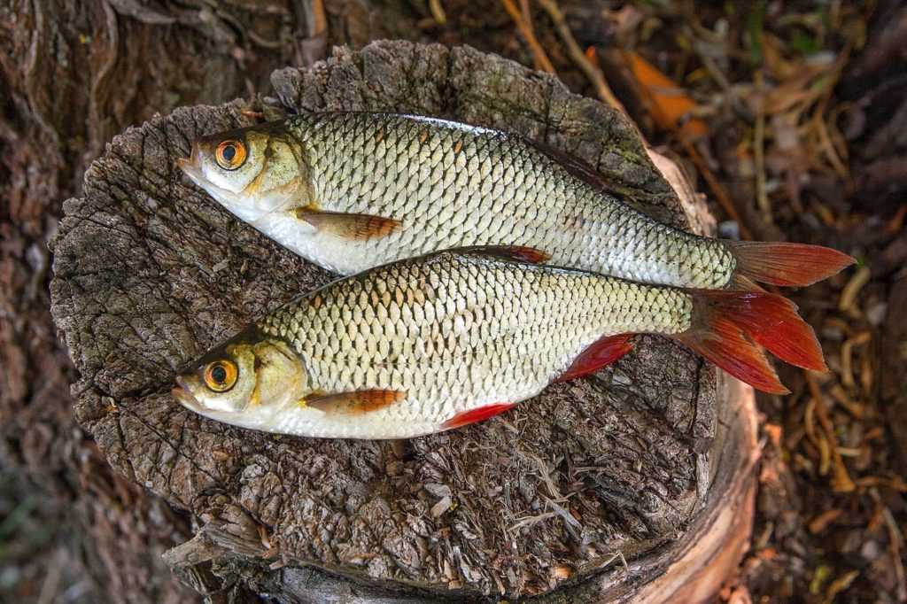 Roach fish