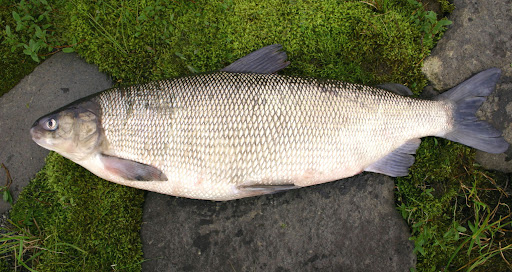 Chir: detailed description, lifestyle, habitat, reproduction and fishing