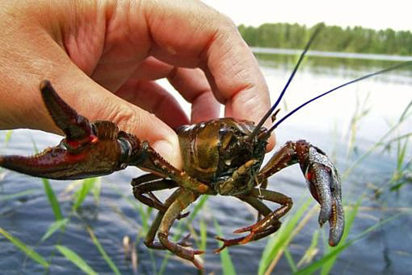 What to use for catching crayfish in a crayfish trap: bait, seasons, and fishing techniques