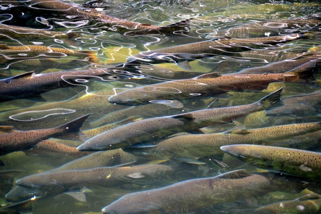 Trout spawning in artificial reservoirs