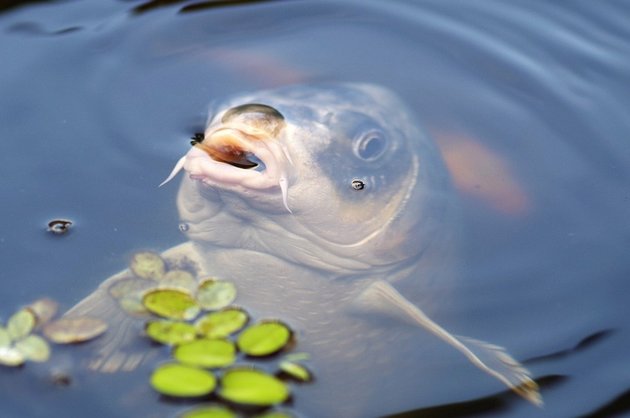 Parasites in fish
