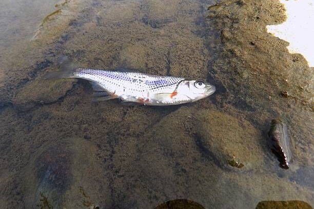 Tapeworm in fish: what it is, why it's dangerous, and how to avoid infection