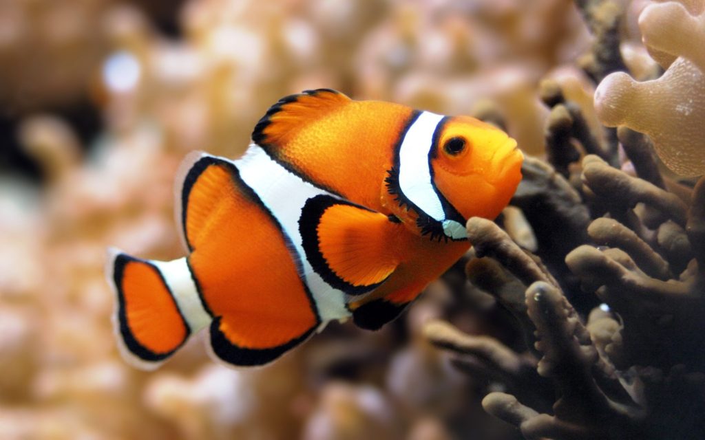 Two-striped clownfish