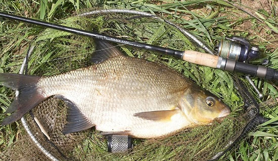 Feeder fishing for bream on the river: equipment, bait and tactics