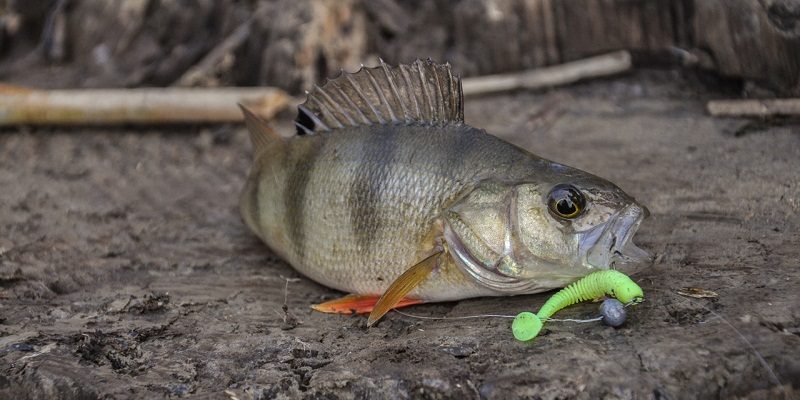 Perch fishing with microjig: light tackle and small lures