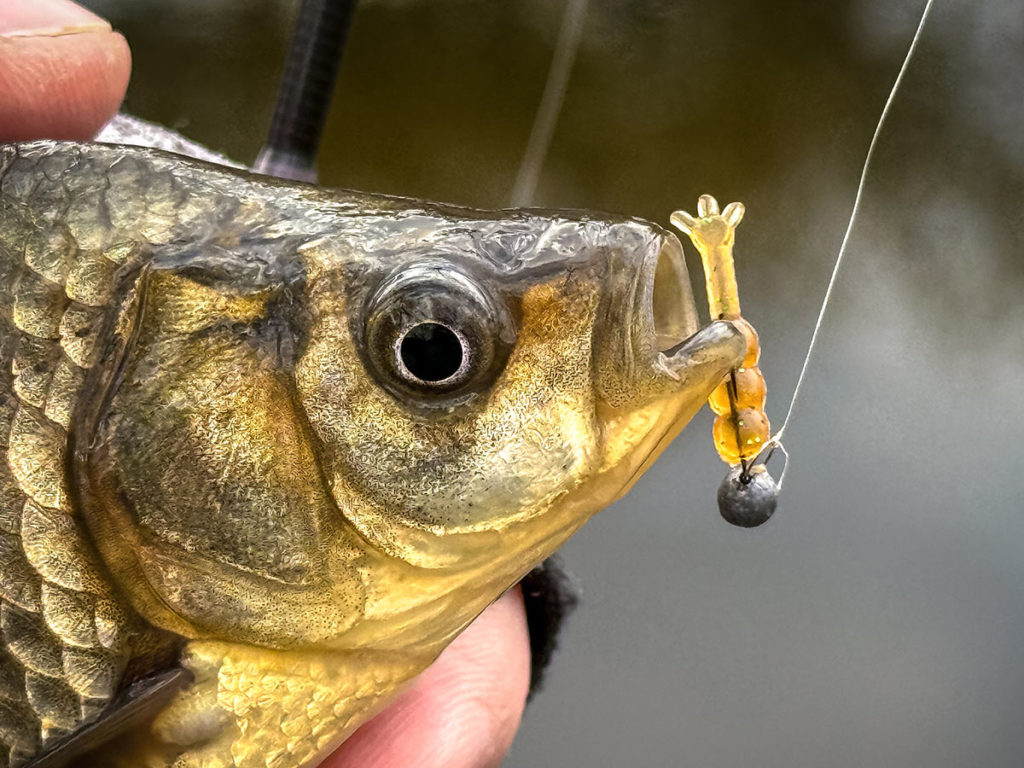 Jig fishing in open water is an unusual way to catch perch and roach.
