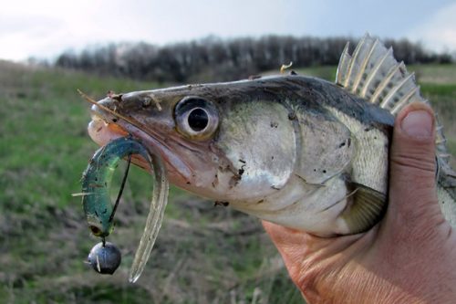 Autumn zander fishing with a jig: depths, wiring and parking spots