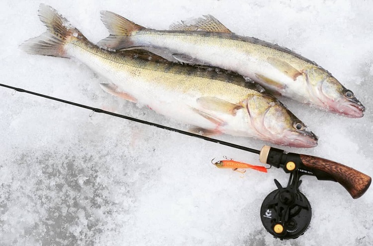 Winter fishing for pike perch
