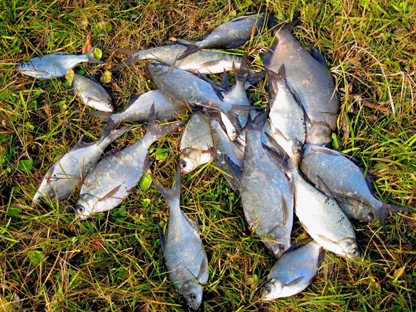 How to Increase Your Catch in Hot Weather: Tactics and Time of Day