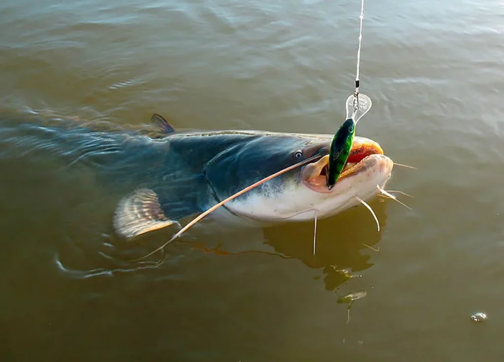 Night fishing for catfish: equipment, bait, and river search