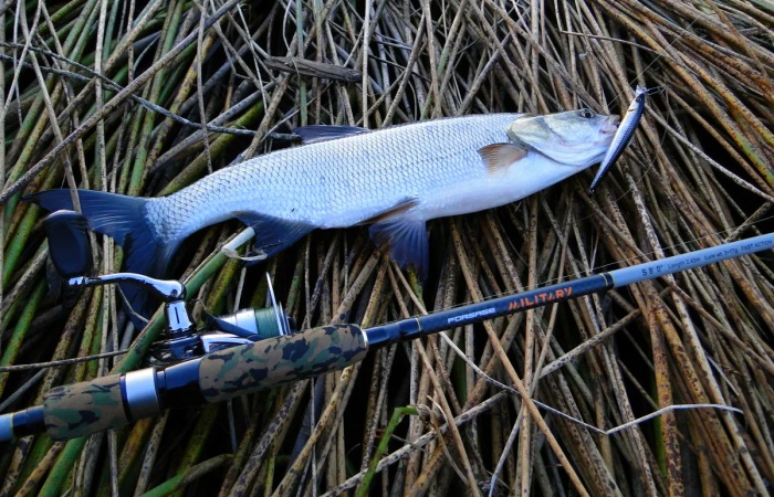 Asp fishing gear: long-range rods and surface lures